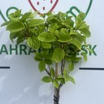 Hortenzia metlinatá (Hydrangea paniculata) ´LIVING SUGAR RUSH® by LIVING CREATIONS® - výška 100-120 cm, kont. C5L - NA KMIENKU